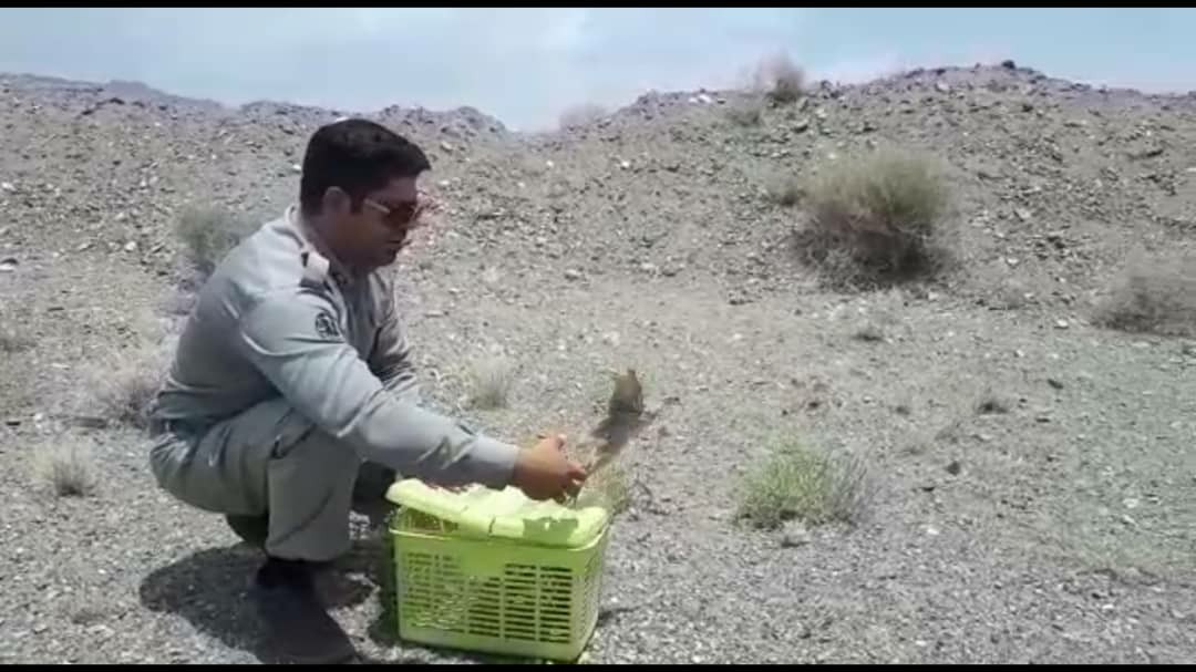دستگیری متخلف زنده&zwnj;گیری کبک&zwnj;های وحشی در سیرجان
