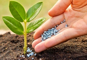 بیشترین حجم واردات نهاده‌های کشاورزی در بندر امام انجام می‌شود