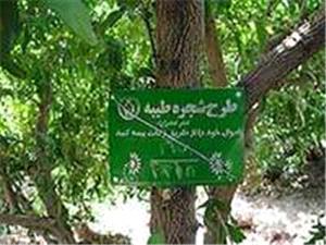 پلاک کوبی ۱۵۰۰  اصله درخت در شهرستان مرند