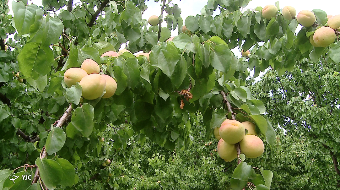سود آوری و اشتغال پایدار با آبزی&zwnj;پروری/ در اینجا از آب کره می گیرند