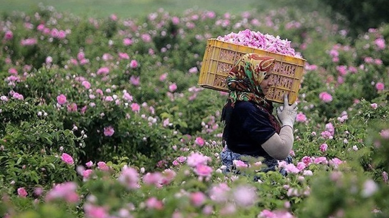 برداشت چهار هزار تن گل محمدی از باغ های خراسان رضوی