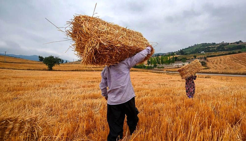 خرید تضمینی گندم از کشاورزان با قیمت ۲ هزار و ۵۰۰ تومان