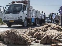 برخورد تریلر با گله گوسفندان در ایلام حادثه آفرید