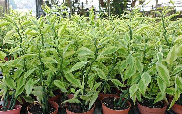 دانستنی‌های جالب از گیاهی که به «ستون فقرات شیطان» مشهور است
