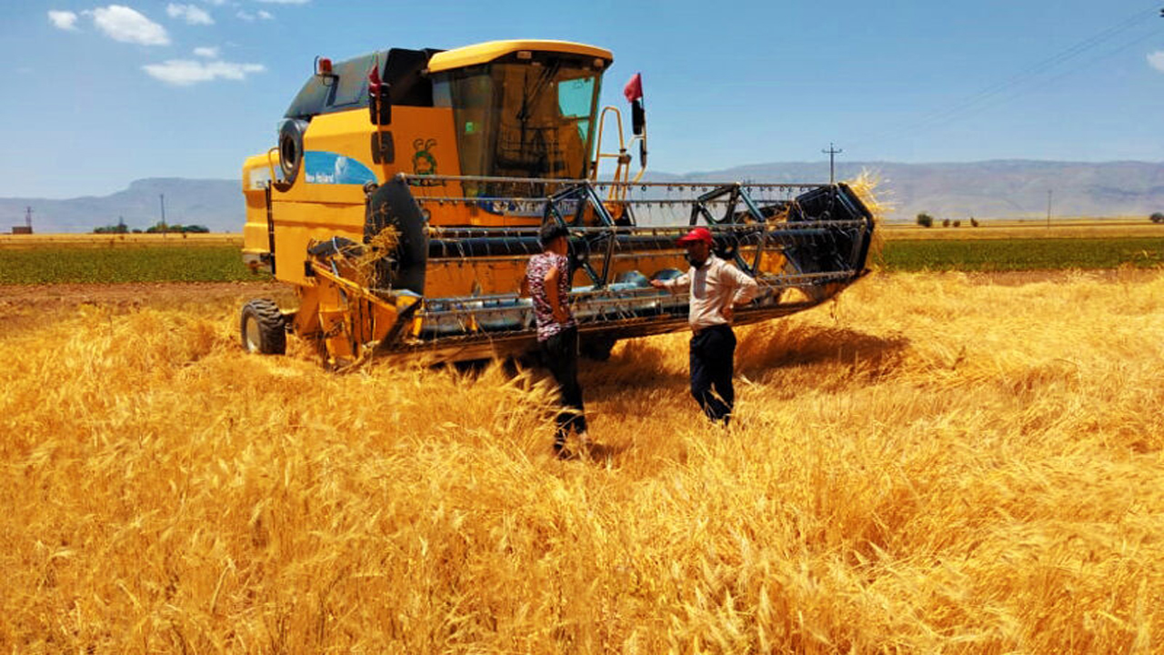 برداشت گندم از کشتزارهای اقلید