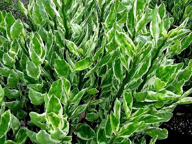 دانستنی&zwnj;های جالب از گیاهی که به &laquo;ستون فقرات شیطان&raquo; مشهور است
