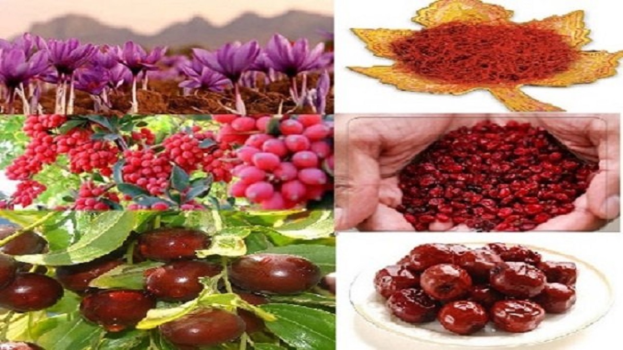 سه گیاه دارویی در مرکز توجه جهاد دانشگاهی خراسان جنوبی