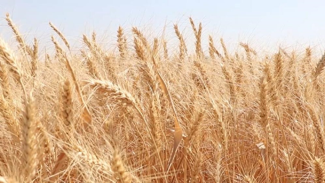 خرید حدود ۱۰۰ هزارتن گندم در آذربایجان شرقی