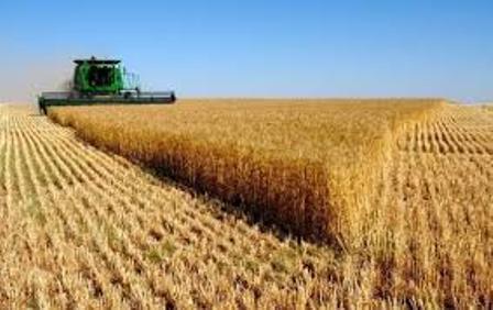 بیش از یک میلیون تن دانه&zwnj;های روغنی و علوفه تولید می شود