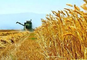 بیش از ۴۰ هزار تن گندم و کلزا در لرستان خریداری شده است