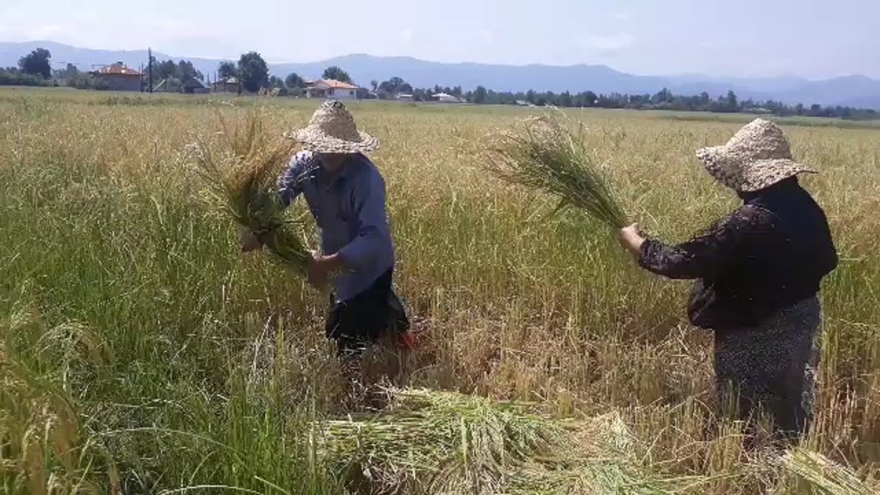 آغاز برداشت برنج در روستای بیالوا شفت + فیلم