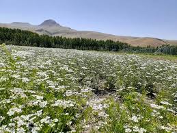 کشت ۶ هزار و ۴۰۰ هکتار گشنیز در استان همدان
