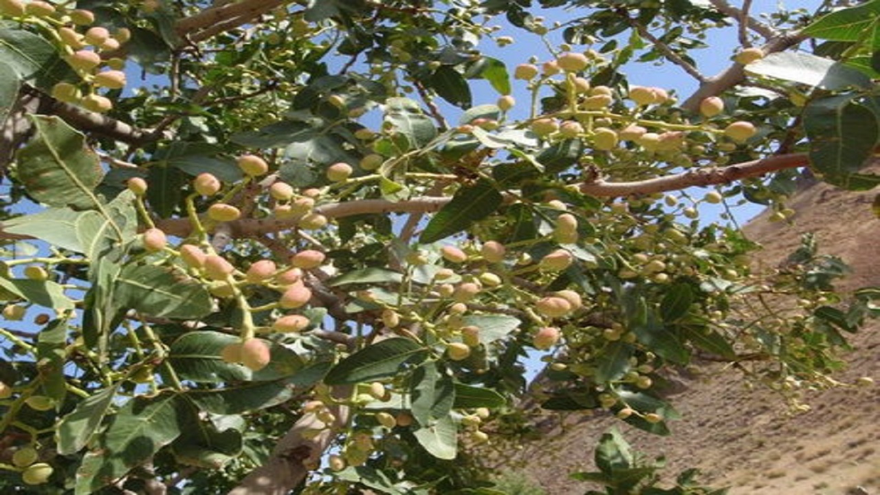 جنگل بنه معجزه سبز نهبندان