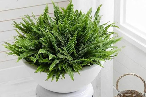 گیاه خنک کننده 