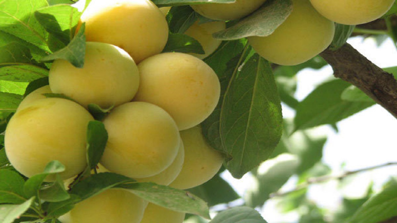 برداشت میوه آلو از باغ&zwnj;های روستای تکه + فیلم