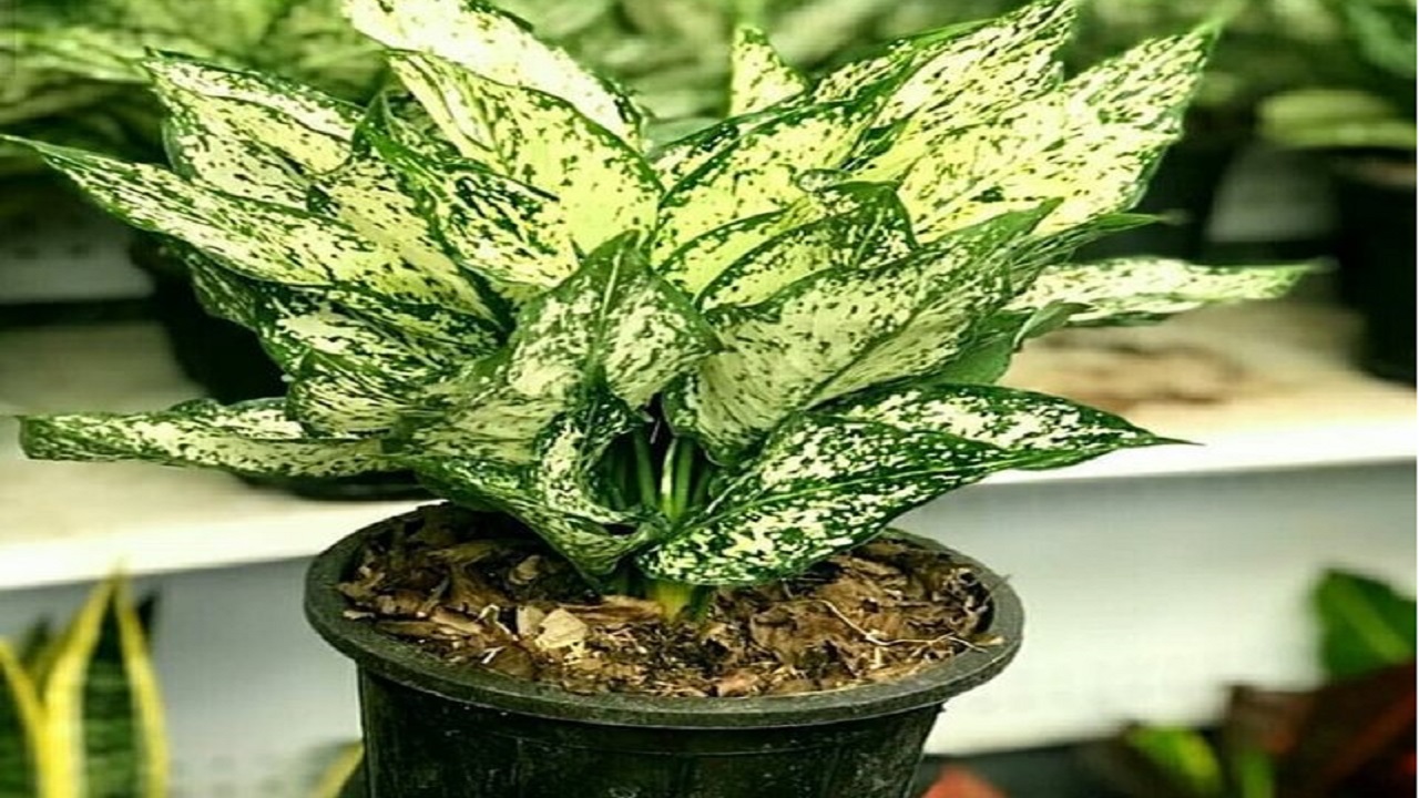گیاه خنک کننده 