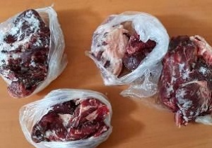 کشف گوشت بز وحشی در منزل شکارچی متخلف بروجردی