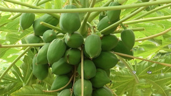 گلستانی در دل کویر + فیلم