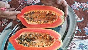 کشت یک میوه استوایی در دل کویر یزد + فیلم