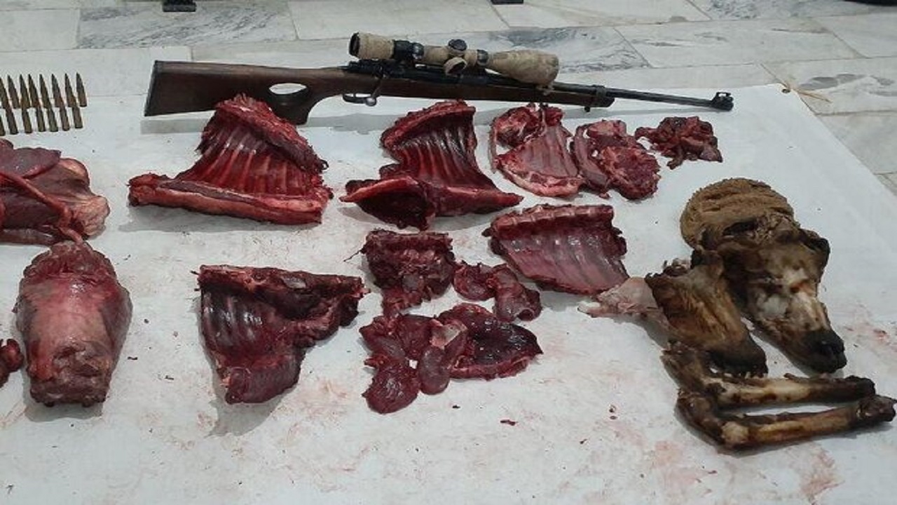 شکار ۸ رأس گوسفند وحشی غیرمجاز در شاهرود