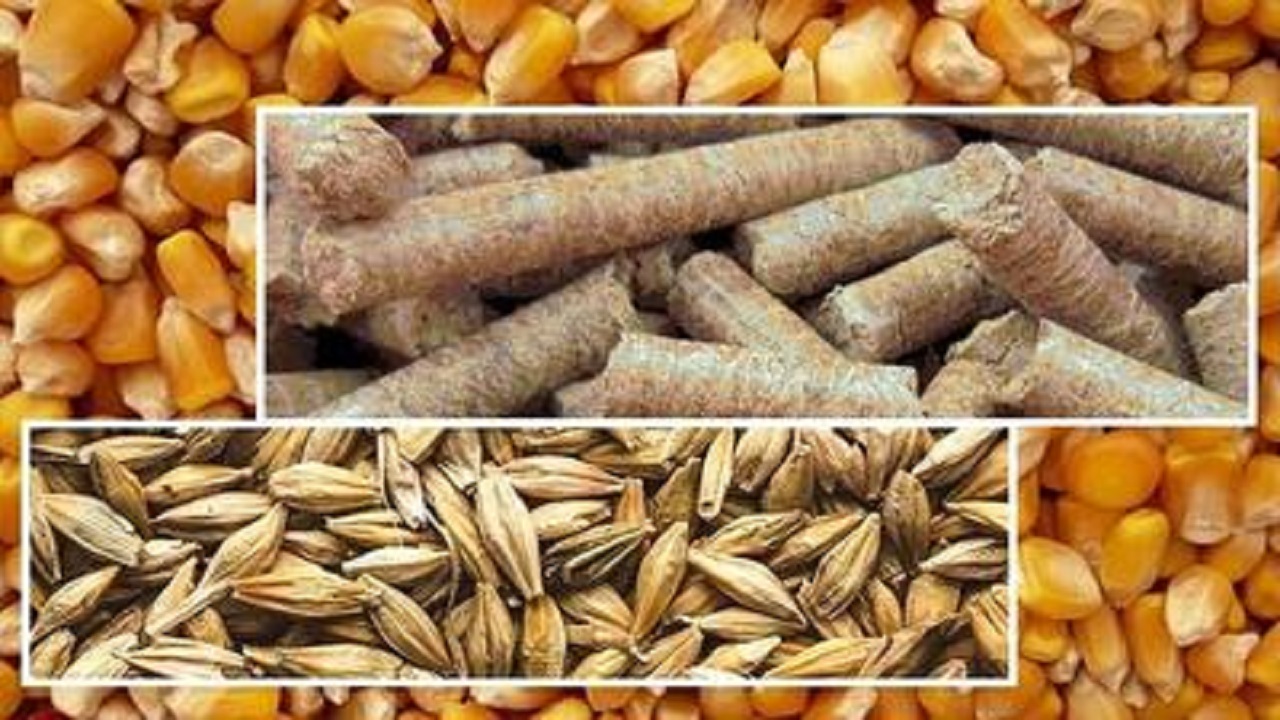 توزیع نهاده دامی بین روستاییان شهرستان شاهرود