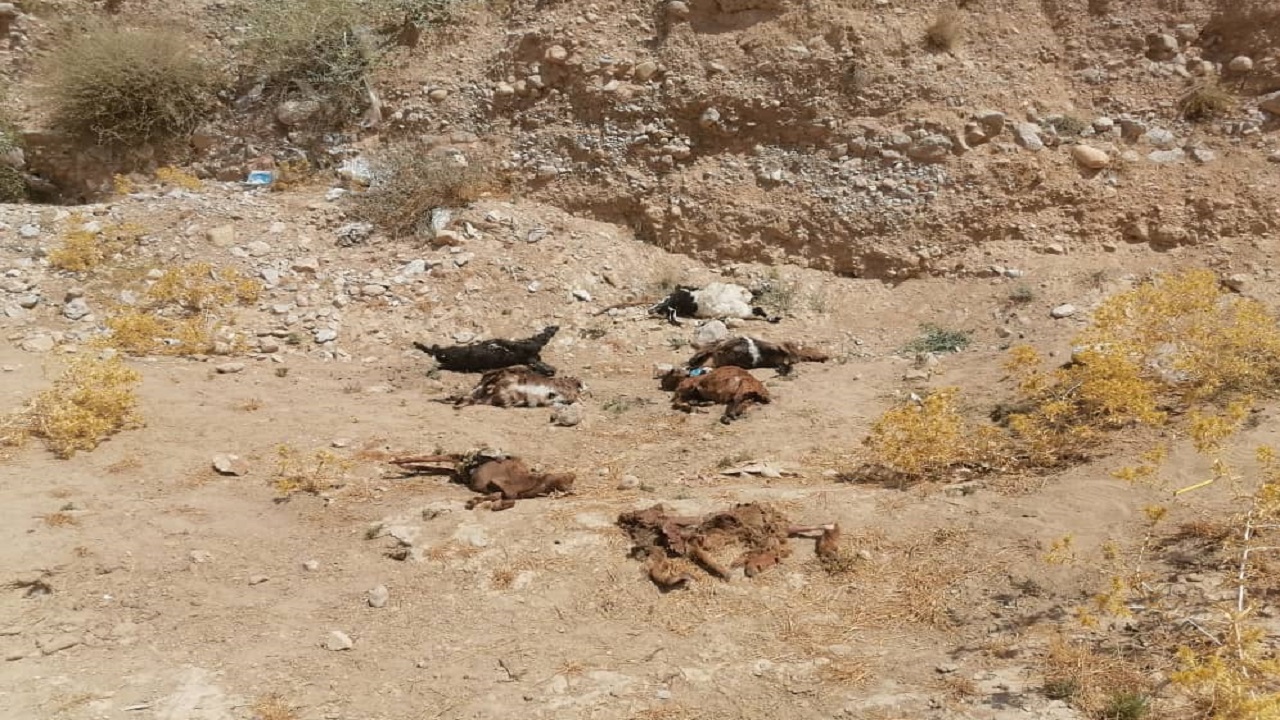تلف شدن ۳۰ رأس گوسفند در حمله گرگ&zwnj;ها به روستای &laquo;تنگ کتویه&raquo; + فیلم و تصاویر