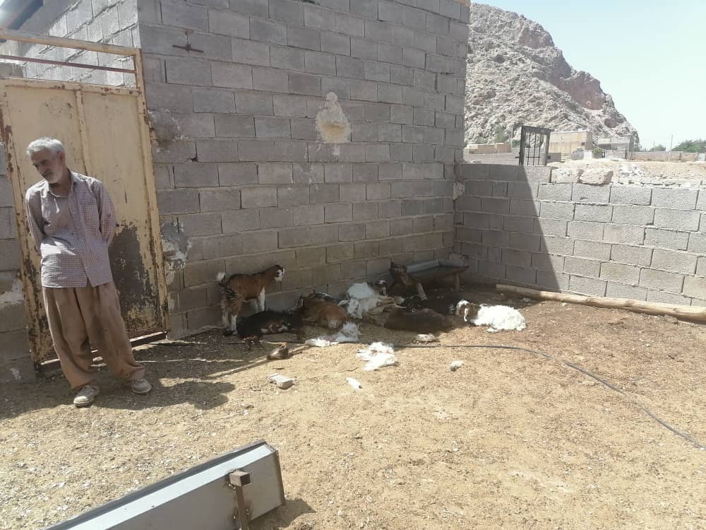 تلف شدن ۳۰ رأس گوسفند در حمله گرگ&zwnj;ها به روستای &laquo;تنگ کتویه&raquo; + فیلم و تصاویر