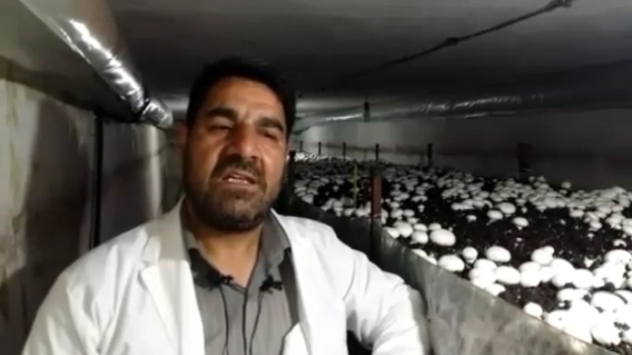 پرورش قارچ در محیط کوچک خانه + فیلم
