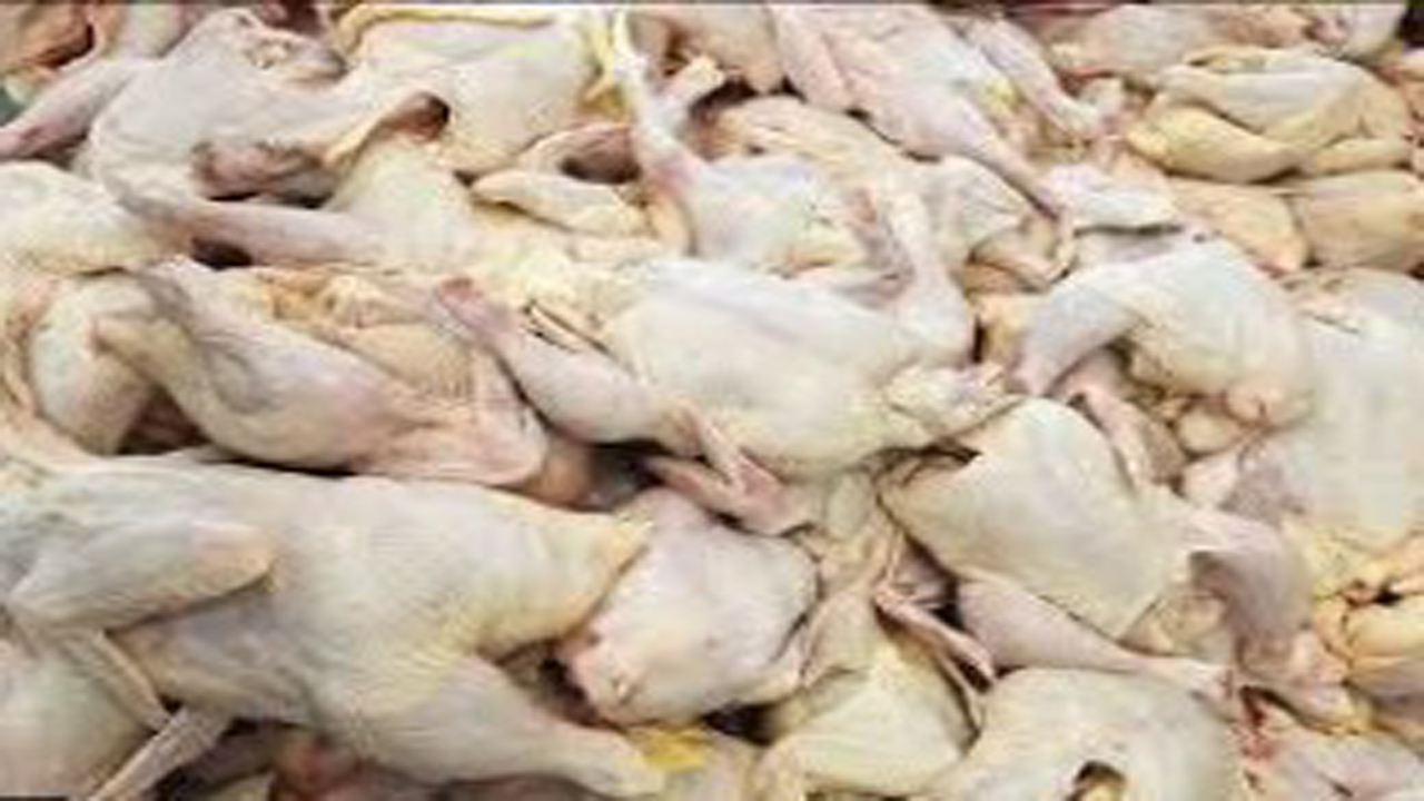 معدوم سازی بیش از یک هزار کیلوگرم گوشت مرغ در فسا