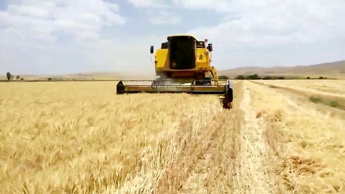 برداشت ۸۰ درصد خوشه&zwnj;های طلایی گندم از مزارع نهاوند