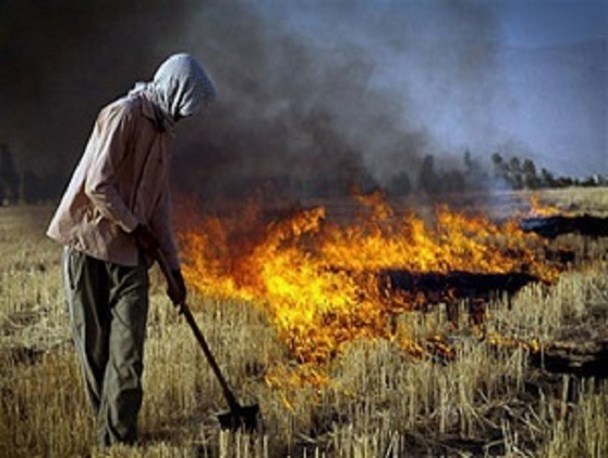 حذف تسهیلات جهاد کشاورزی به کسانی که زمین کشاورزی را بعد ازبرداشت محصول آتش می زنند