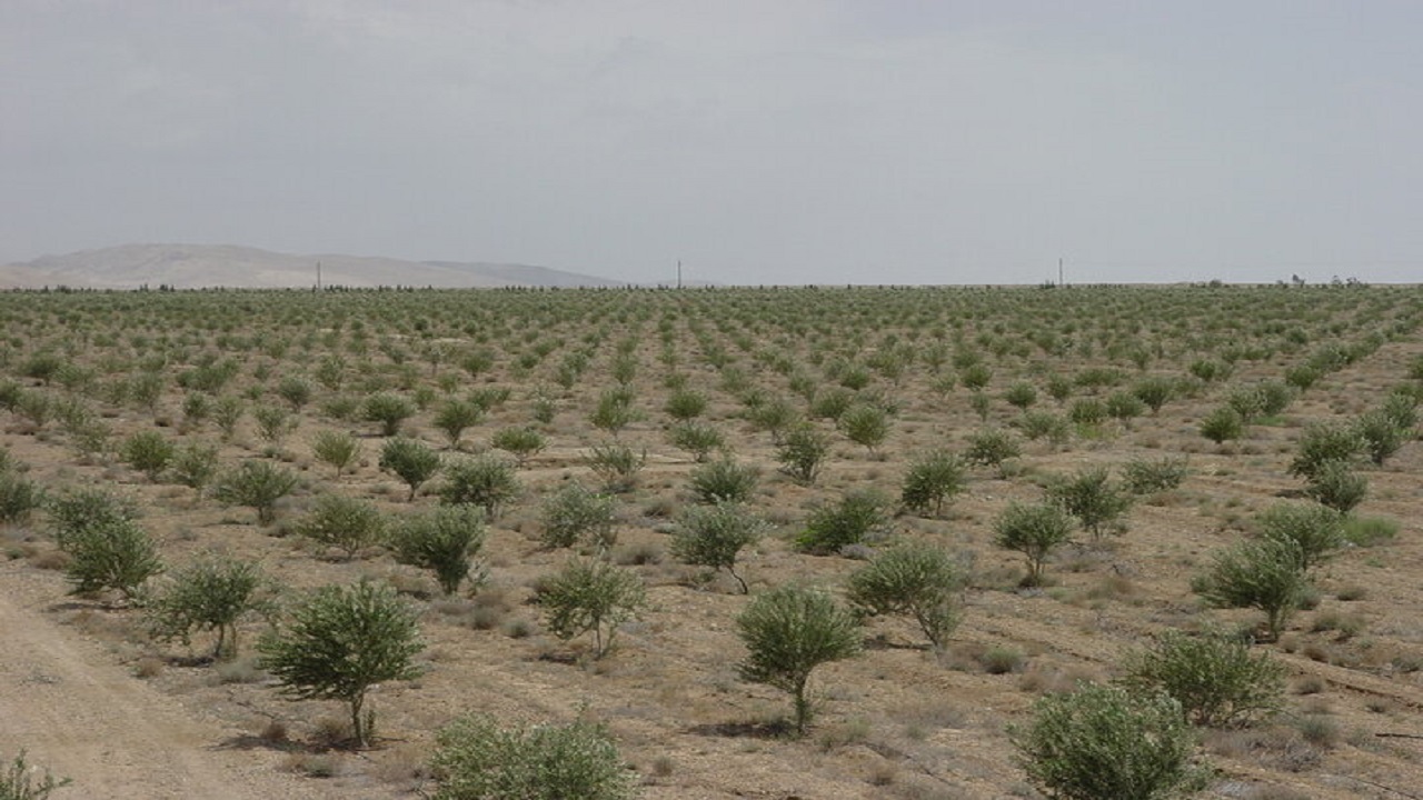 پیشرفت ۸۰ درصدی پروژه نهالکاری شهرستان سمنان