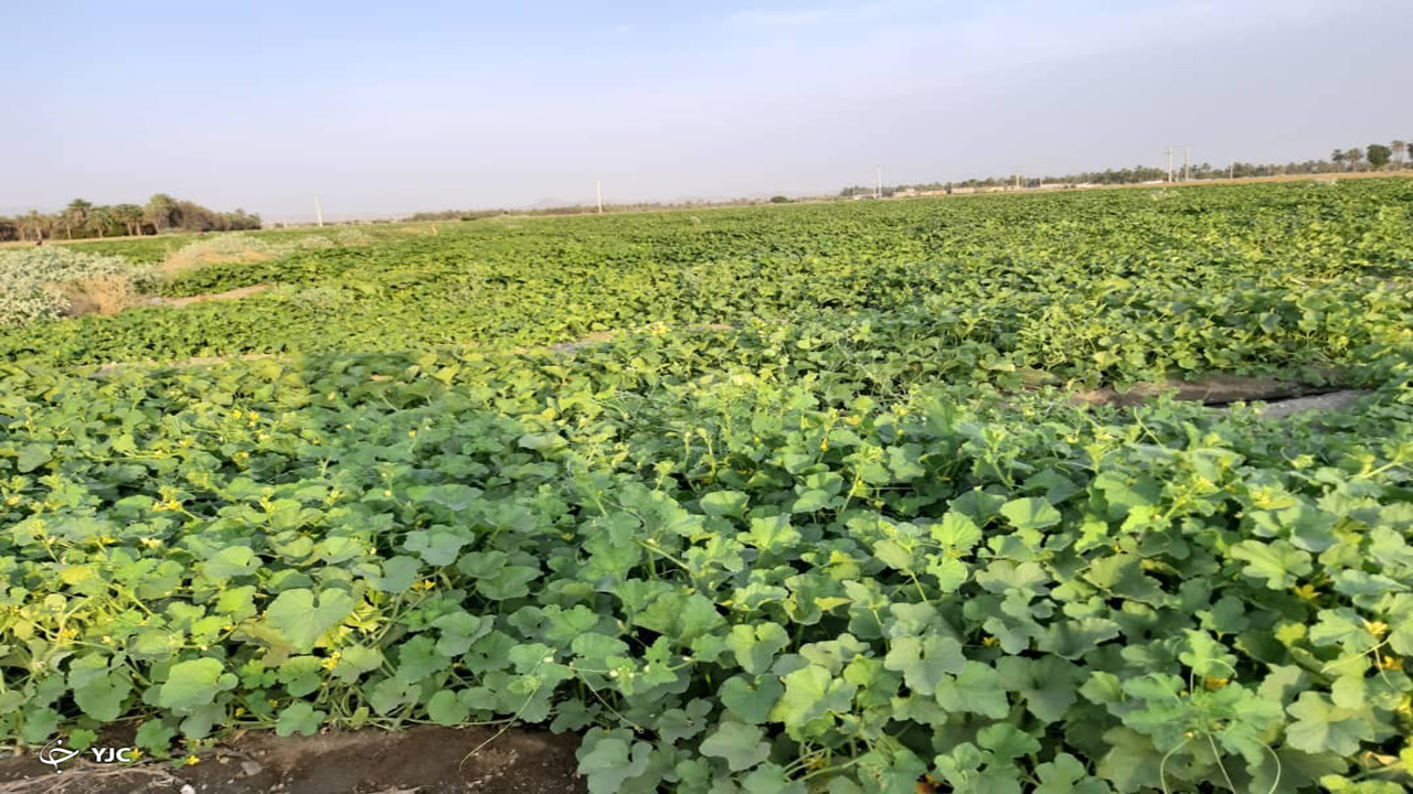پتانسیل بالای مهاباد در تولید سبزی و صیفی جات