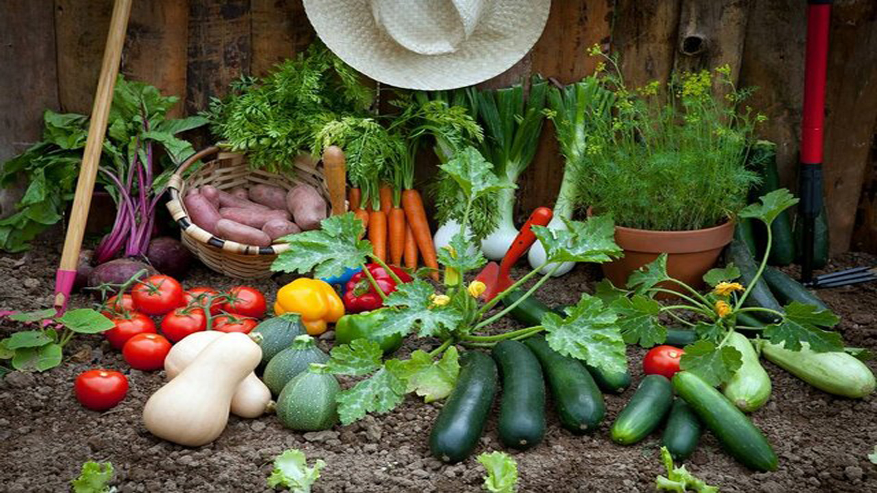 ۶۰ هکتار از زمین‌های زراعی مهاباد زیر کشت محصولات جالیزی