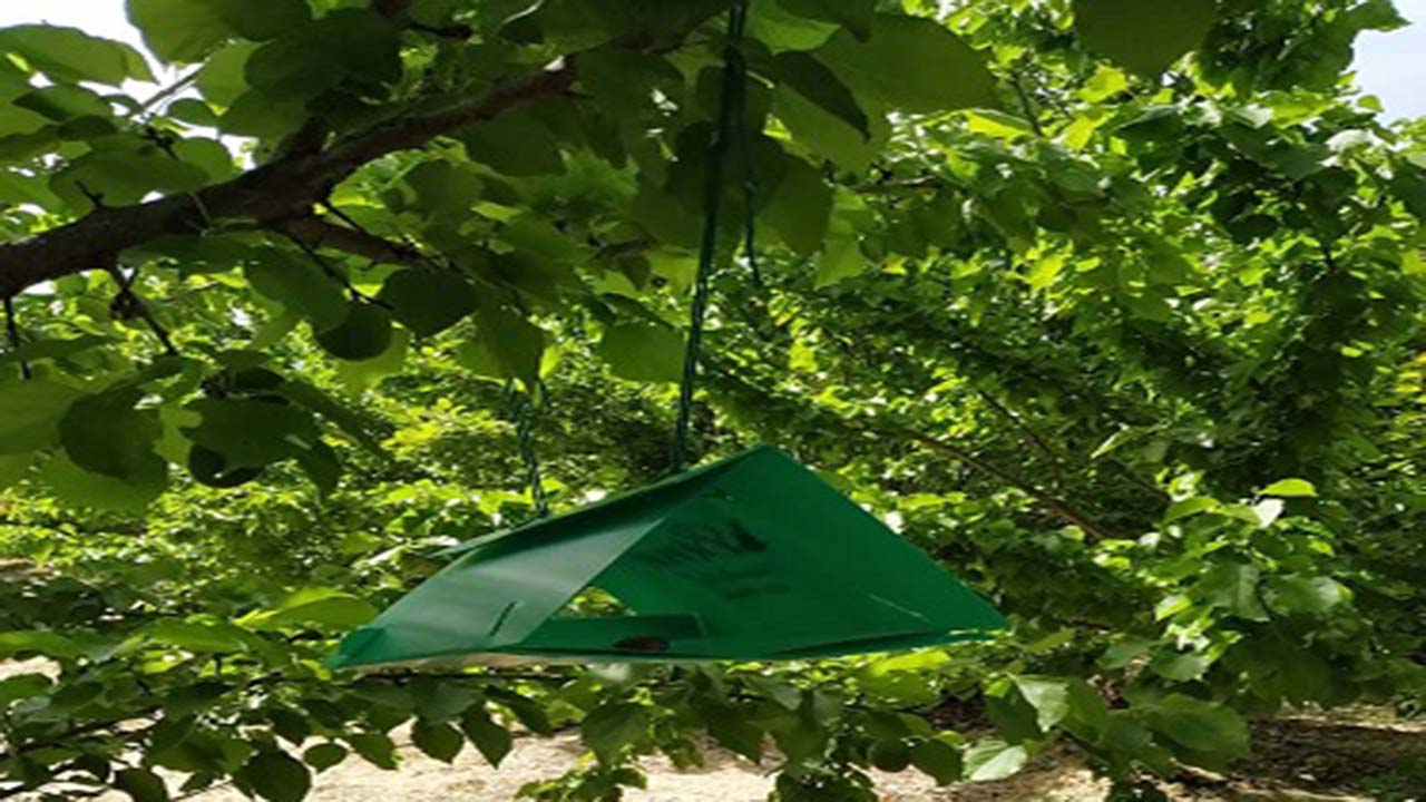 آغاز ردیابی مگس میوه مدیترانه‌ای در باغ‌های مرودشت