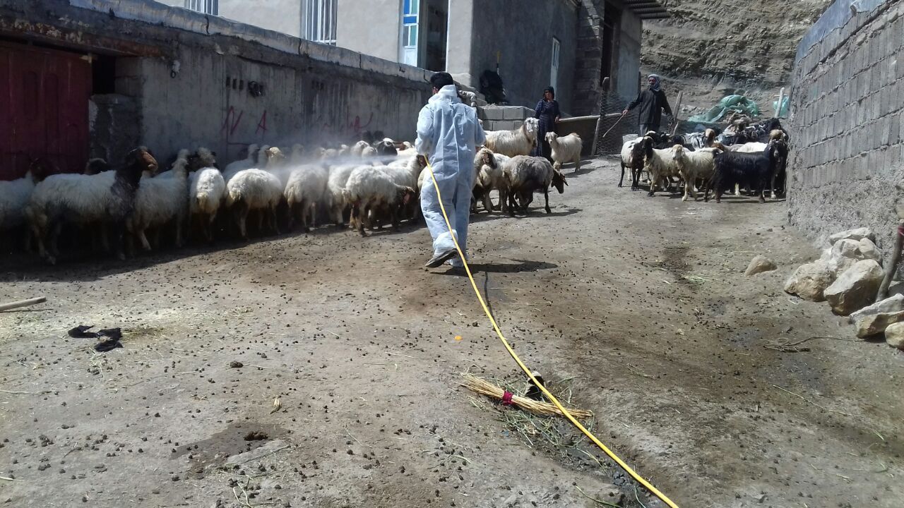 سمپاشی دام ۳۰ روستای ثلاث باباجانی علیه تب کریمه کنگو