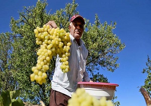 برداشت انگور در تاکستان های اندیکا آغاز شد