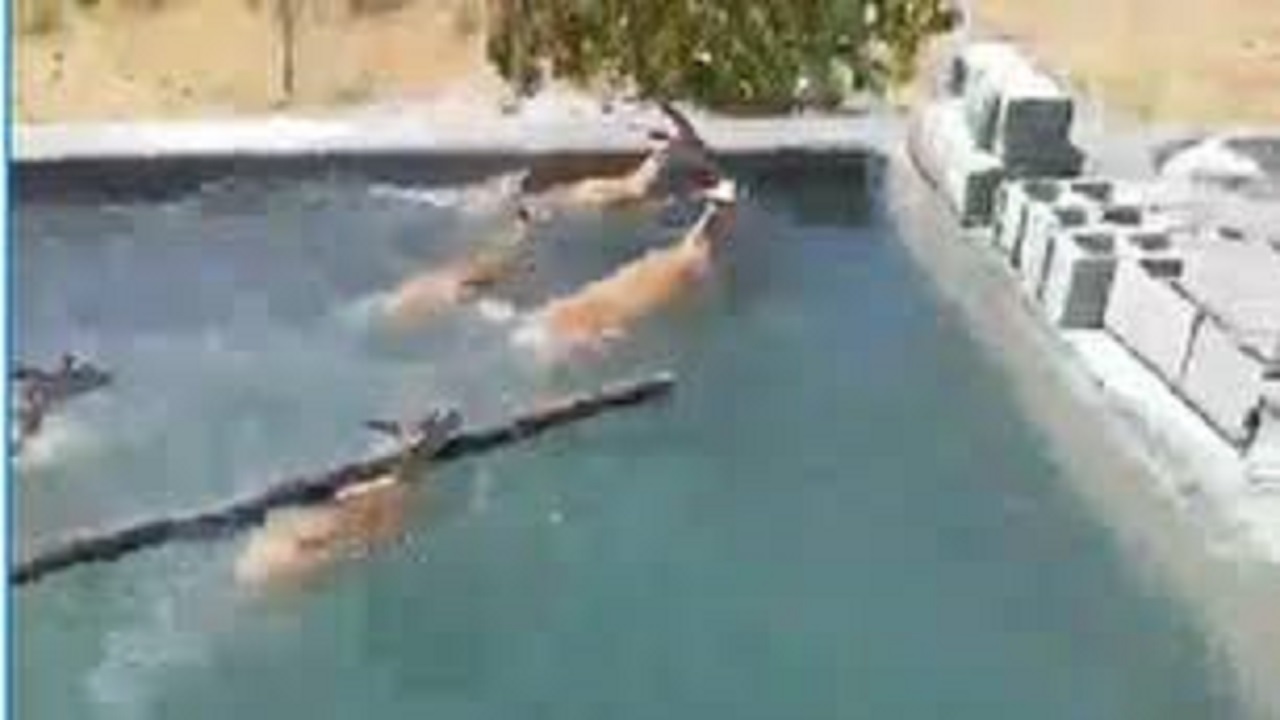 تجلیل مدیر کل حفاظت محیط زیست استان از خانواده ناجی ۵ راس قوچ در اسکو