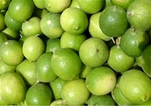 فارس رتبه نخست تولید لیمو ترش در کشور/پیش‌بینی برداشت ۳۴۵ هزار تن لیمو