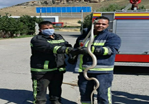 مار ۲ متری در دام آتش نشانان