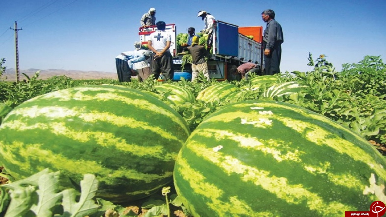 آغاز برداشت هندوانه در تایباد