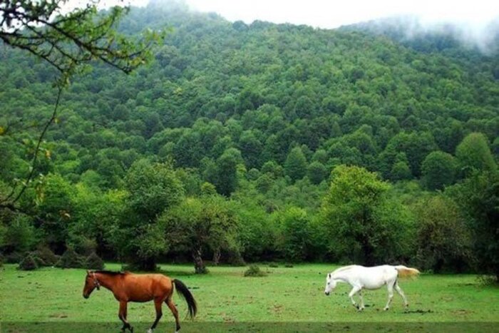 جنگل الیمستان با درختانی از طایفه هیرکانی