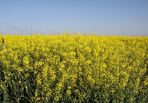 خریداری سه هزار و ۲۱۶ تن کلزا از کشاورزان قمی