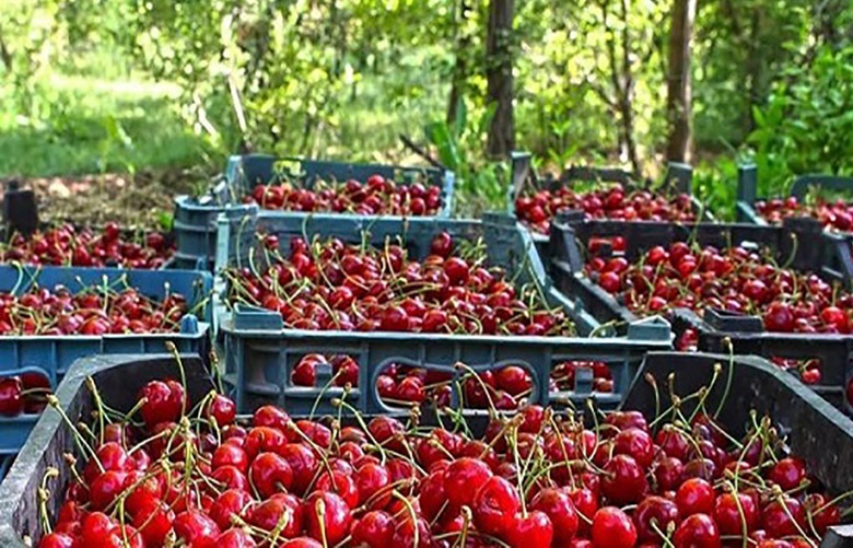 پیش‌بینی برداشت بیش از ۴  هزار تن گیلاس از باغات خنداب