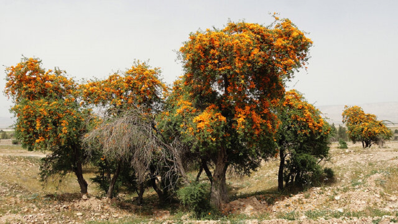 ایران، بزرگترین ذخیره‌گاه ژنتیکی «انار شیطان» در خاورمیانه + تصاویر