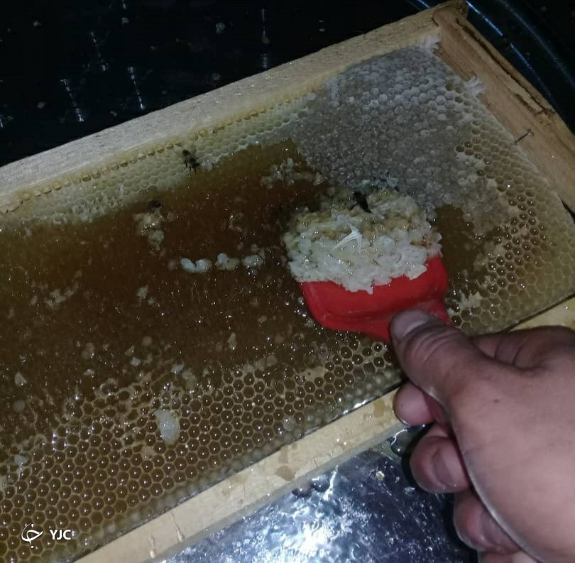 غذای شفابخش قرآنی/اکسیر حیاتی به نام عسل