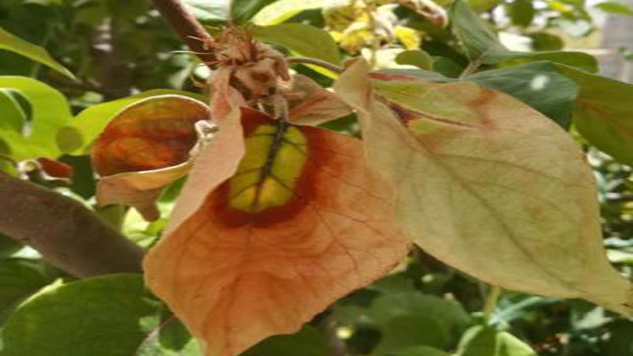 آتشک در کمین باغ‌های نی ریز