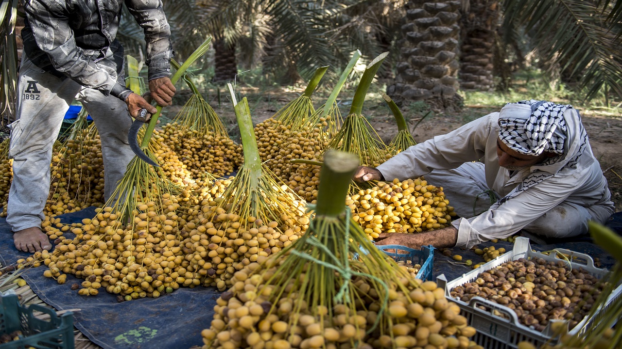 برداشت خارک در استان بوشهر