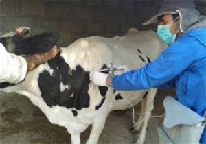 مایه کوبی بیش از ۵۵۸ هزار راس دام در کردستان