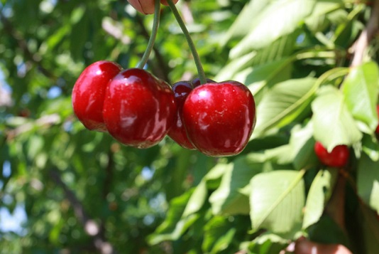 انجام ۳۵۰ میلیارد تومان سرمایه&zwnj;گذاری برای توسعه کشت و صنعت مغان/ گوسفندداری مغان احیا می&zwnj;شود